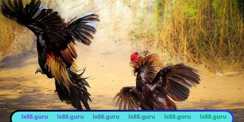 Bảng kèo trực tuyến hiển thị thông số chi tiết