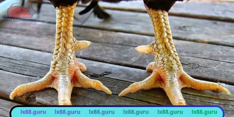 Cách xem vảy gà tốt xấu từ chuyên gia