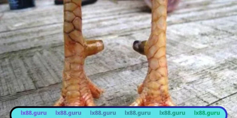 Cận cảnh vảy huyền trâm nhỏ bé nhưng xuất thần