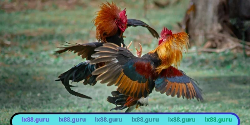 Chăm sóc chiến kê đá gà cựa sắt kỹ lưỡng