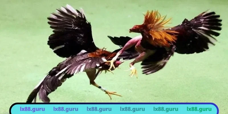 Đá gà cựa sắt
