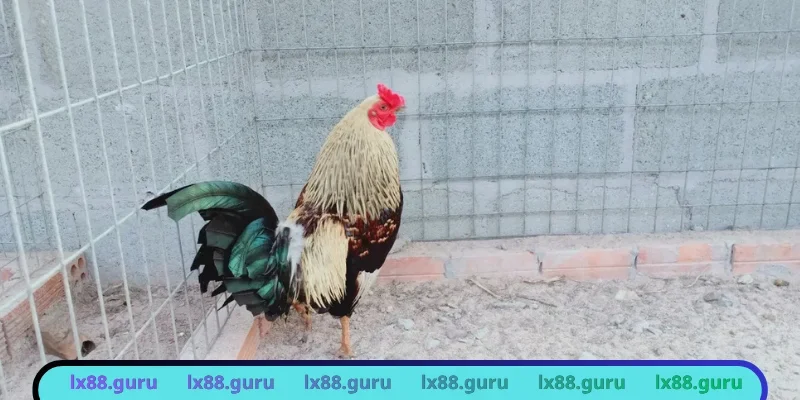 Đấu trường quy mô lớn thu hút đông đảo tay cược