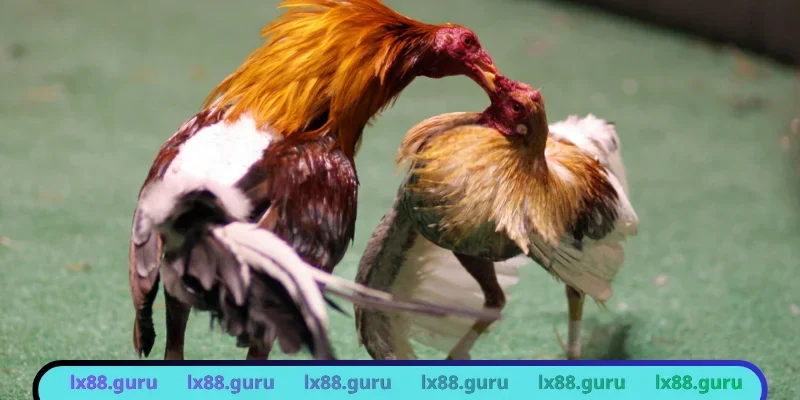 Điểm nhấn tuyệt vời từ trận đấu cựa sắt