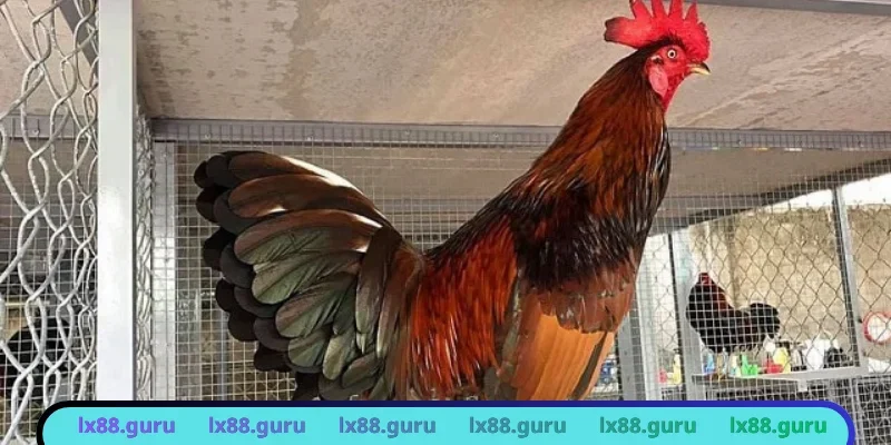 Giải đấu lớn quy tụ những sư kê lừng danh