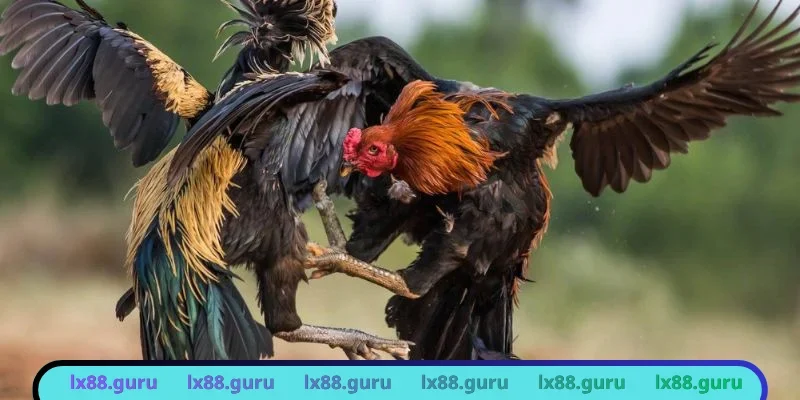Hiểu luật chơi để chủ động xem chọi kê