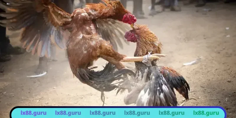 Nhận diện chiến kê dũng mãnh dễ dàng