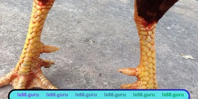 Nhận diện vảy tam tài thể hiện gà tốt