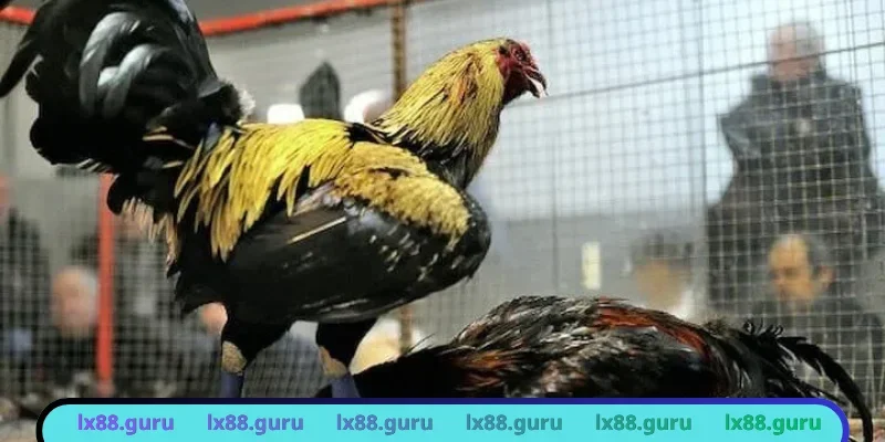 Tìm hiểu về quy định cá cược chọi kê mới nhất