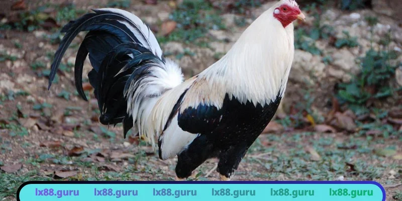 Tuyệt chiêu tấn công mạnh mẽ của Asil