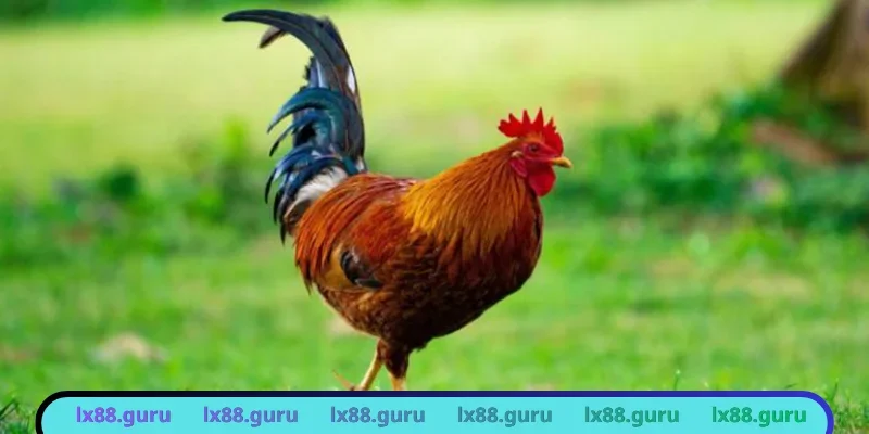 Vảy xấu gây nguy hiểm cho chiến kê